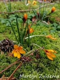 Lissenfamilie [Iridaceae]